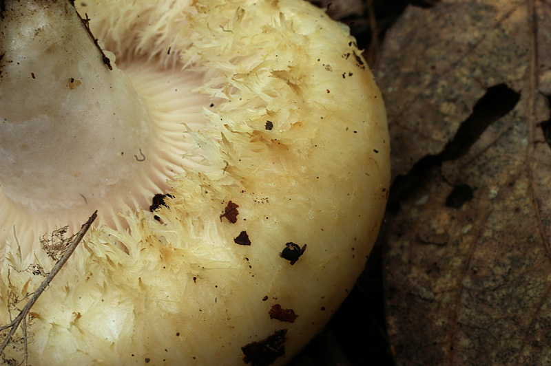 Lactarius citriolens